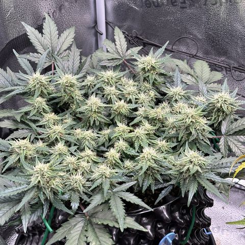 Triple G Automatic growlog timeline photo