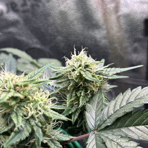 Triple G Automatic growlog timeline photo