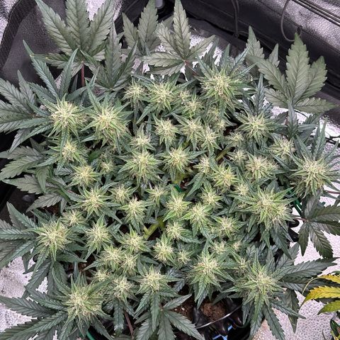 Triple G Automatic growlog timeline photo