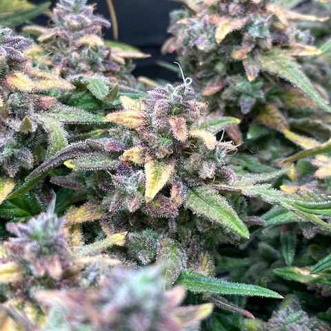 Wedding Cake 🍰 growlog timeline photo