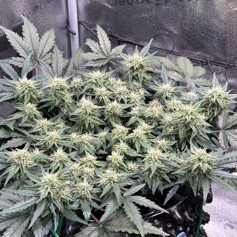 Triple G Automatic growlog timeline photo