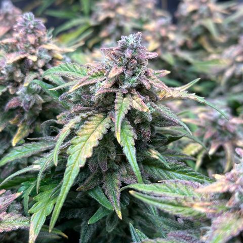 Wedding Cake 🍰 growlog timeline photo