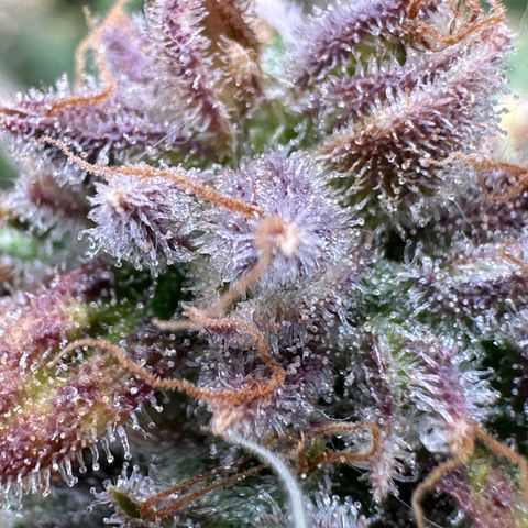 Wedding Cake 🍰 growlog timeline photo