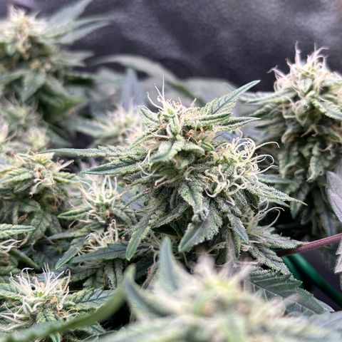 Triple G Automatic growlog timeline photo