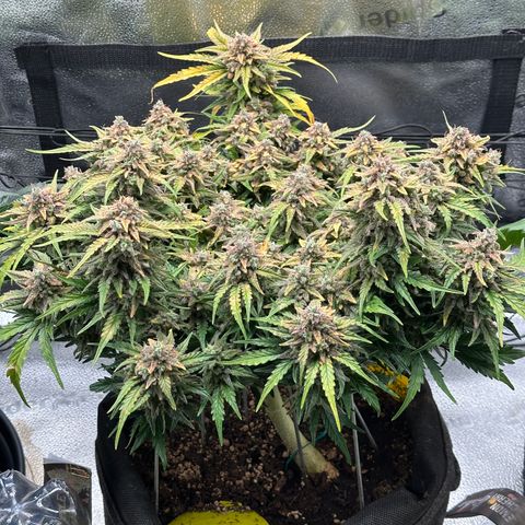 Wedding Cake 🍰 growlog timeline photo