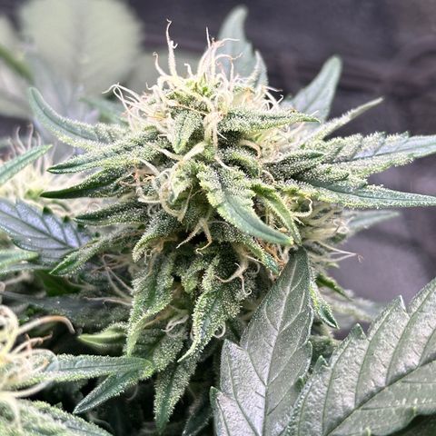 Triple G Automatic growlog timeline photo