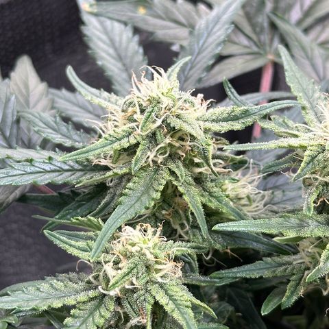 Triple G Automatic growlog timeline photo