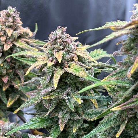 Wedding Cake 🍰 growlog timeline photo
