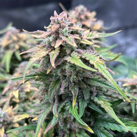 Wedding Cake 🍰 growlog timeline photo