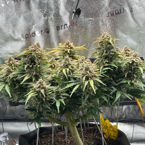 Wedding Cake 🍰 growlog timeline photo