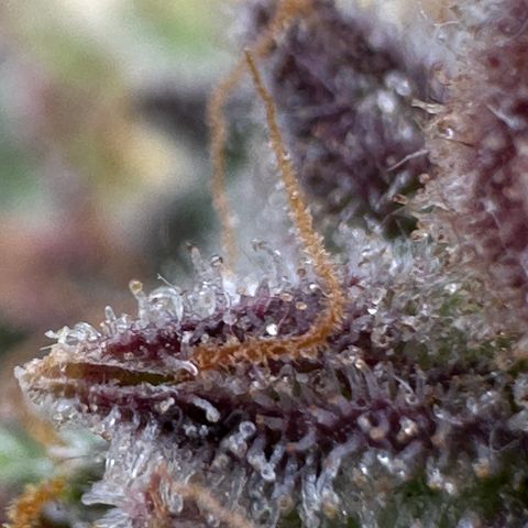 Wedding Cake 🍰 growlog timeline photo