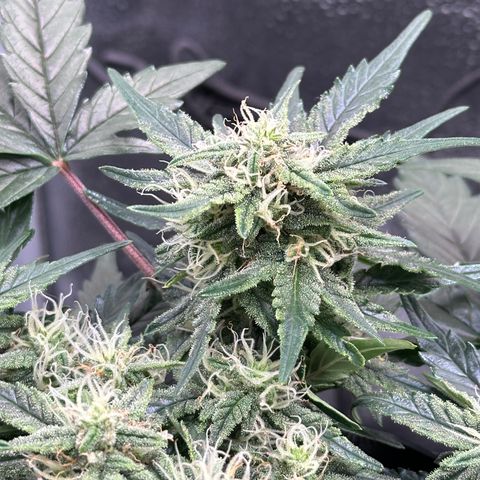 Triple G Automatic growlog timeline photo
