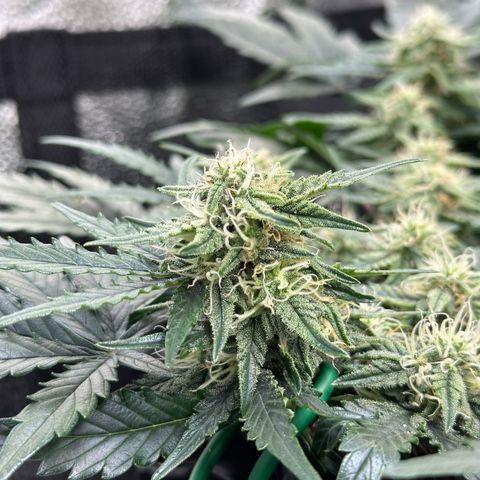 Triple G Automatic growlog timeline photo