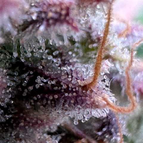 Wedding Cake 🍰 growlog timeline photo