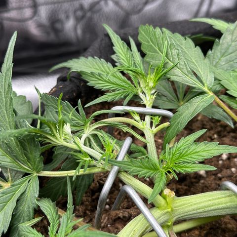 Mimosa Auto 🍊🥂 growlog timeline photo