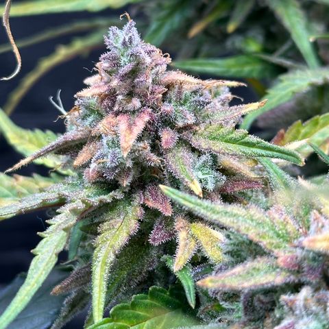 Wedding Cake 🍰 growlog timeline photo