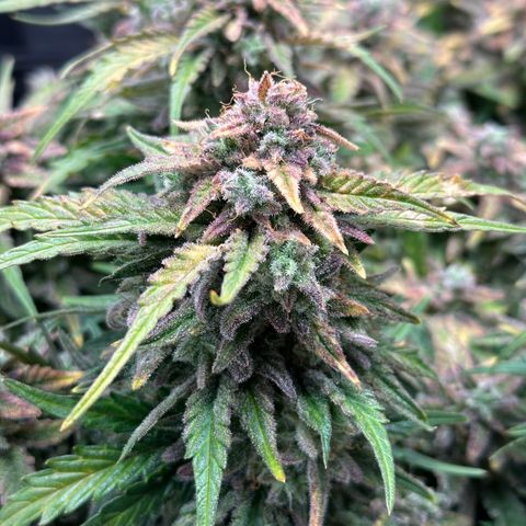 Wedding Cake 🍰 growlog timeline photo