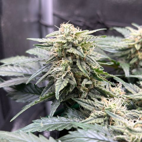 Triple G Automatic growlog timeline photo