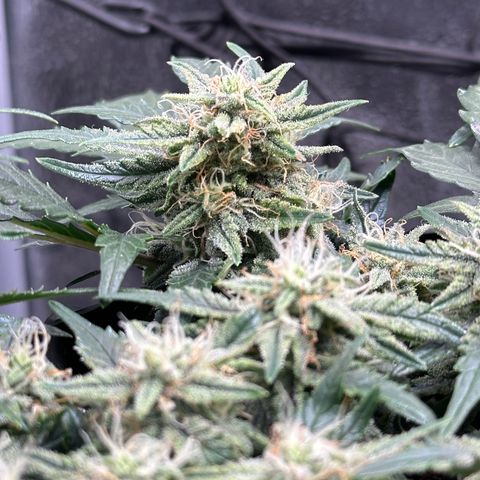 Triple G Automatic growlog timeline photo