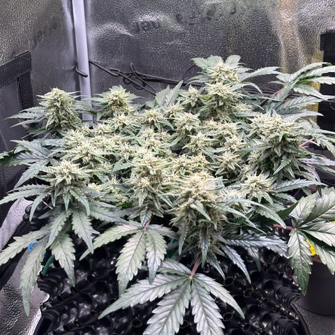 Triple G Automatic growlog timeline photo