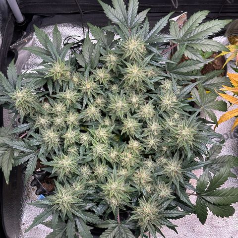 Triple G Automatic growlog timeline photo