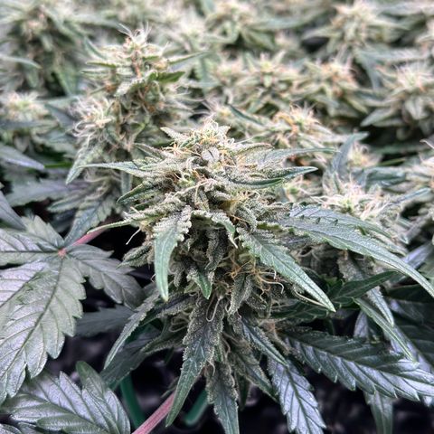 Triple G Automatic growlog timeline photo