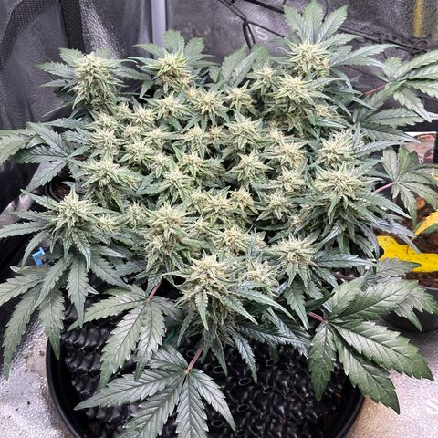 Triple G Automatic growlog timeline photo