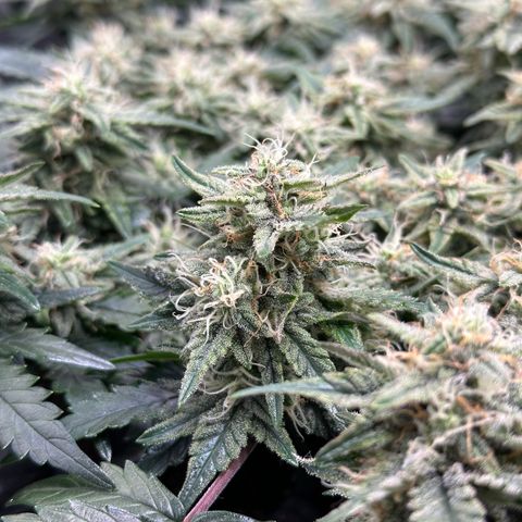Triple G Automatic growlog timeline photo