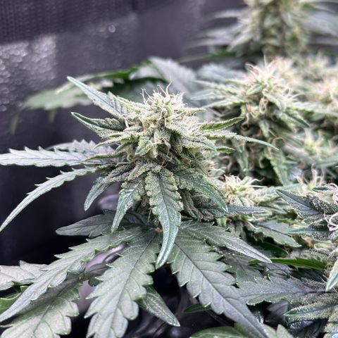 Triple G Automatic growlog timeline photo