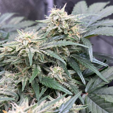 Triple G Automatic growlog timeline photo