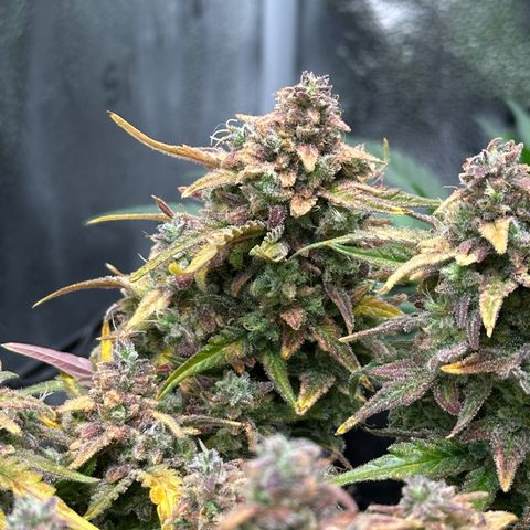 Wedding Cake 🍰 growlog timeline photo