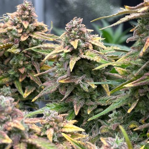 Wedding Cake 🍰 growlog timeline photo