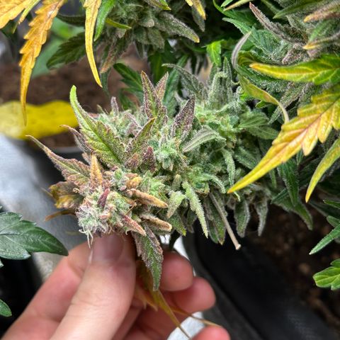 Wedding Cake 🍰 growlog timeline photo