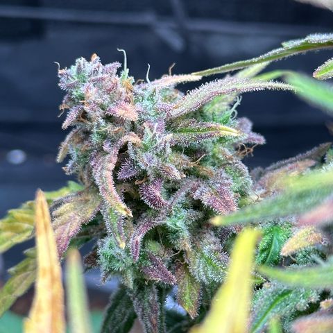Wedding Cake 🍰 growlog timeline photo