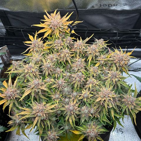 Wedding Cake 🍰 growlog timeline photo