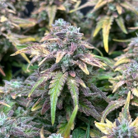 Wedding Cake 🍰 growlog timeline photo