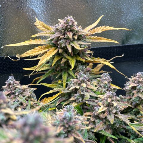 Wedding Cake 🍰 growlog timeline photo