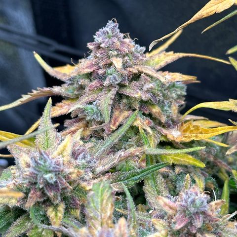 Wedding Cake 🍰 growlog timeline photo