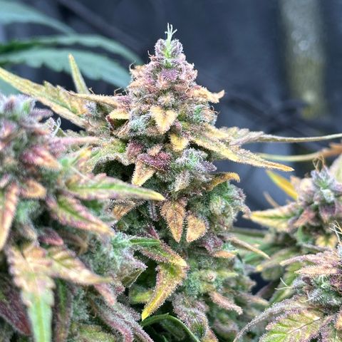 Wedding Cake 🍰 growlog timeline photo
