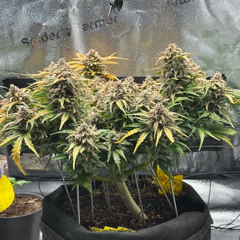Wedding Cake 🍰 growlog timeline photo