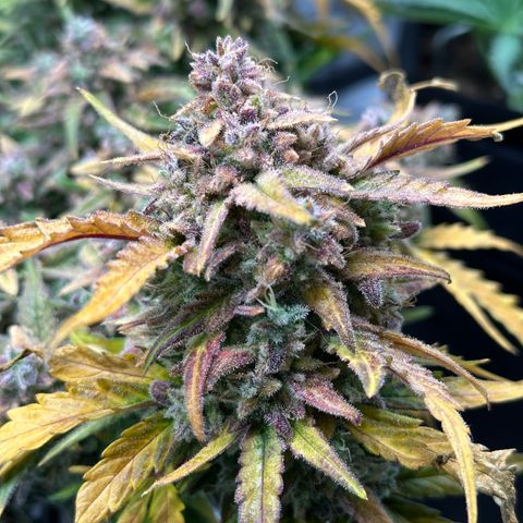 Wedding Cake 🍰 growlog timeline photo