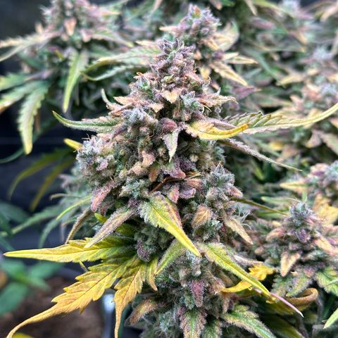 Wedding Cake 🍰 growlog timeline photo