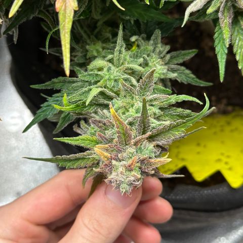 Wedding Cake 🍰 growlog timeline photo