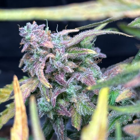 Wedding Cake 🍰 growlog timeline photo