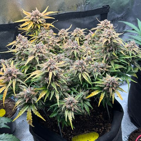 Wedding Cake 🍰 growlog timeline photo