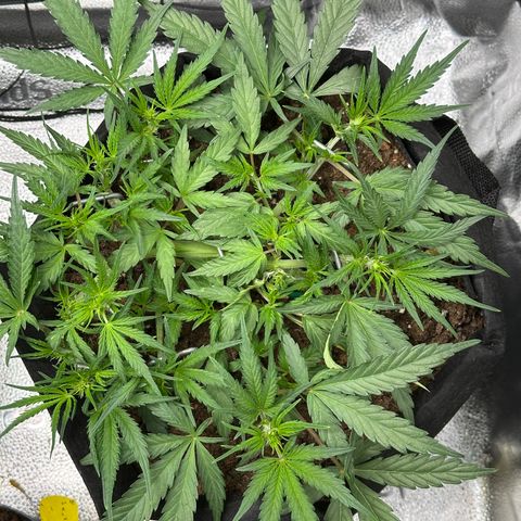 Mimosa Auto 🍊🥂 growlog timeline photo