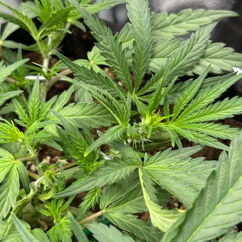Mimosa Auto 🍊🥂 growlog timeline photo