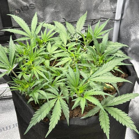 Mimosa Auto 🍊🥂 growlog timeline photo
