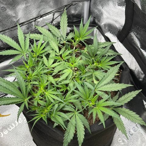 Mimosa Auto 🍊🥂 growlog timeline photo