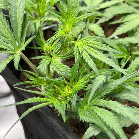 Mimosa Auto 🍊🥂 growlog timeline photo